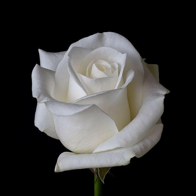 7 Day Rose Plant.