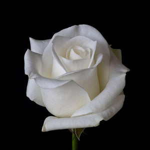 Open image in slideshow, 7 Day Rose Plant.
