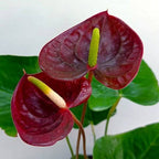 Orchid & Anthurium Luxury Pack