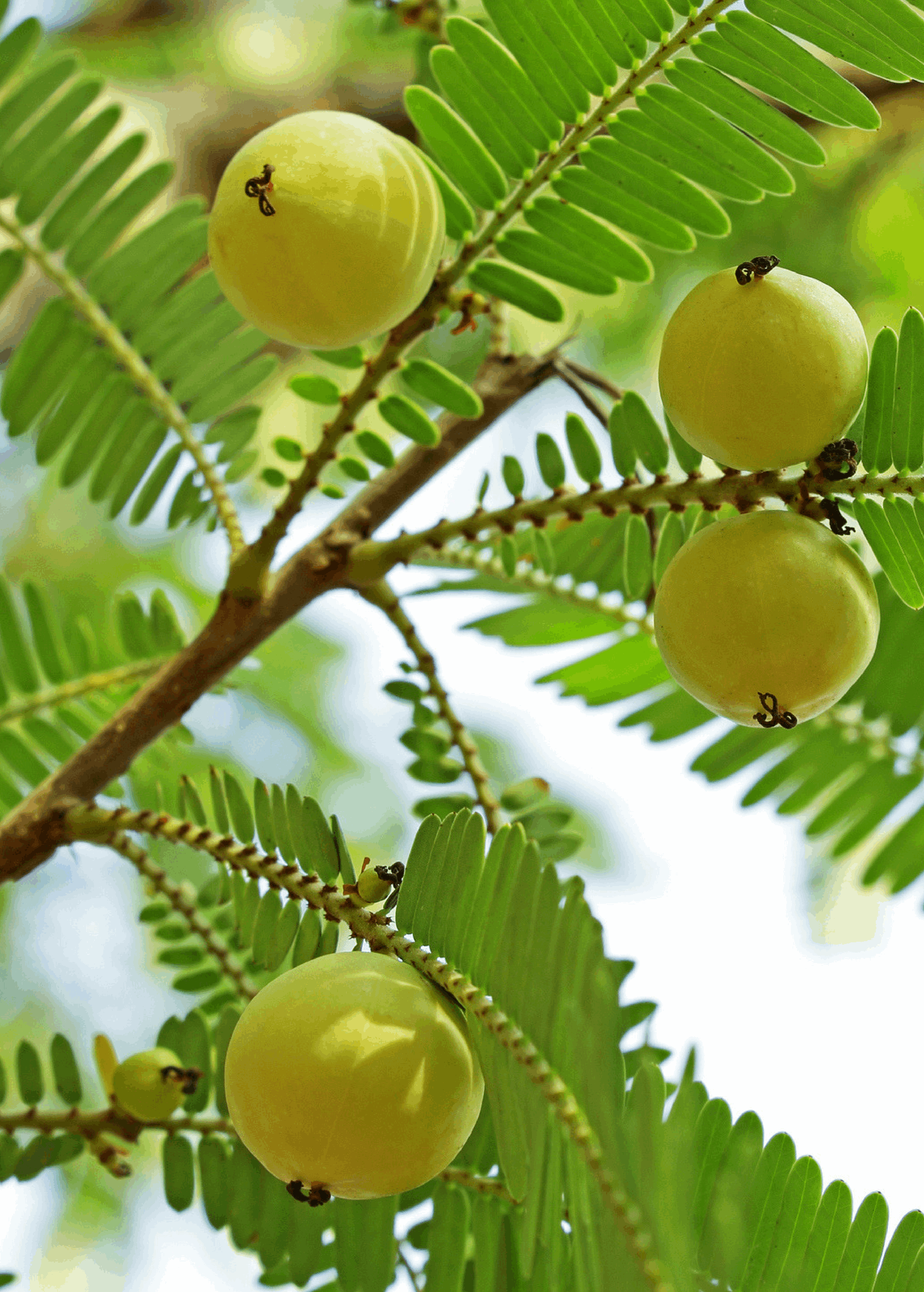 Grafted Amla Fruit Plant.