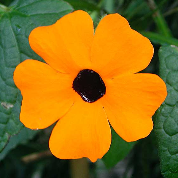 Thunbergia Plant.