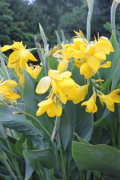 Canna Yellow Plant.