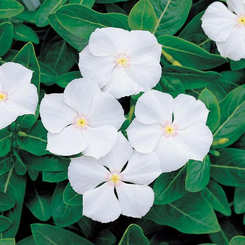 Vinca Rainbow Flower Set