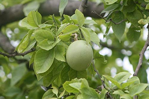 Vilvam Plant - Indian Bael -  Bilva Plant.