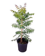 Neem Tree Sapling.