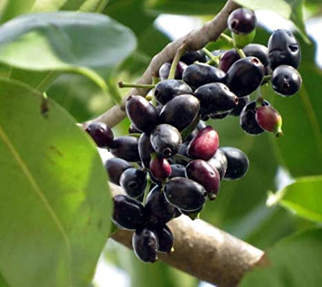 Grafted Jamun Fruit Plant.