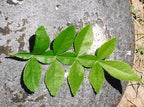 Maha Vilvam - Aegle marmelos - 9 leaf Bilva Plant.