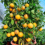 Ginseng Fruit Seed Balls - Just Throw & Grow