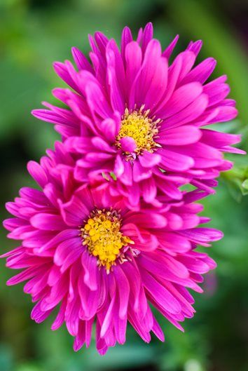 Aster Plant - ‎Aster amellus
