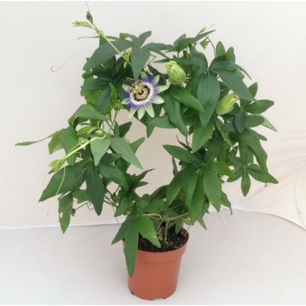 Passionate flower - Krishna Kamalam Plant.