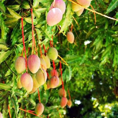 Grafted Sindhu Mango Plant.