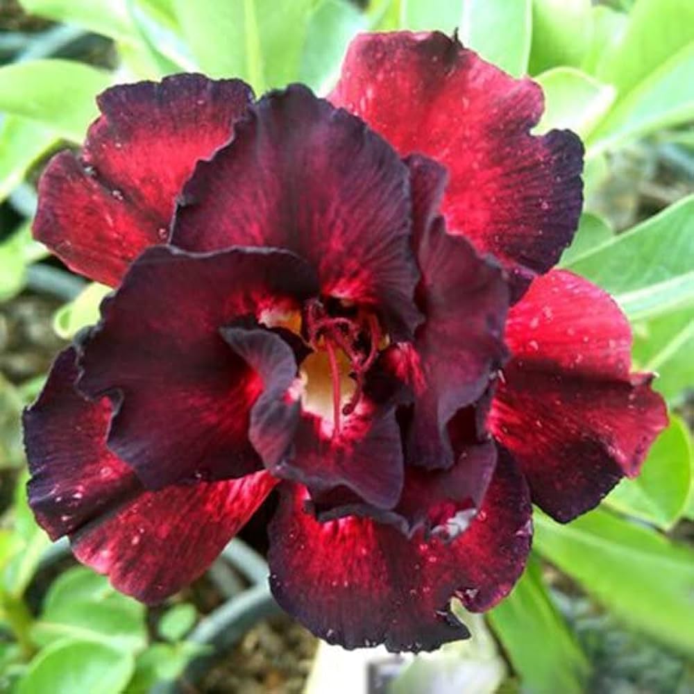 Adenium Plant.