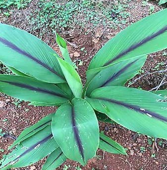 Black Turmeric Plant.