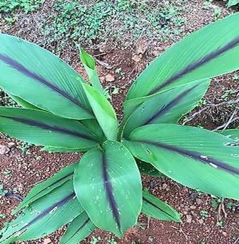 Black Turmeric Plant.