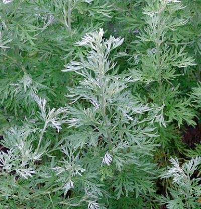 Origanum majorana - Marikolunthu - Sathra Plant.