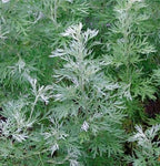 Origanum majorana - Marikolunthu - Sathra Plant.