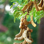 Tamarind Tree Sapling.