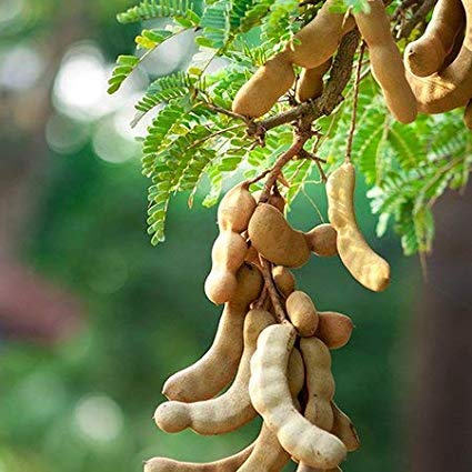 Tamarind Tree Sapling.