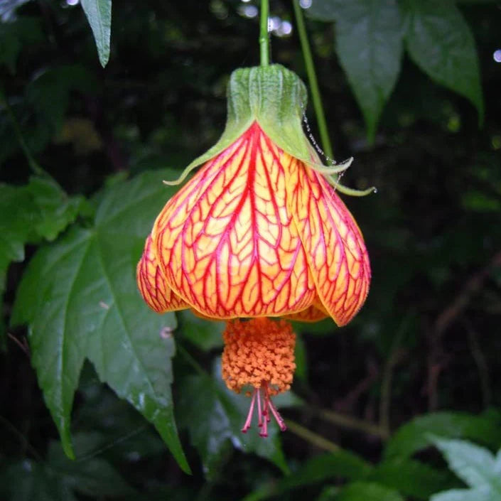 Chinese Latern Hibiscus Plant