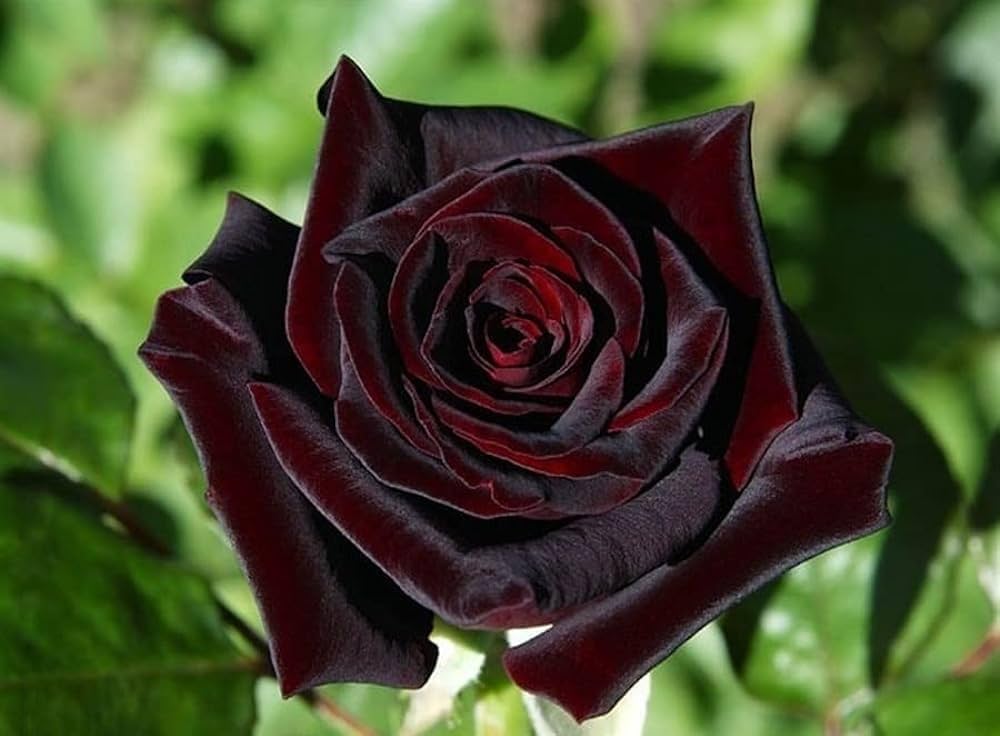 Black Rose Flower Seed Ball - Just Throw & Grow