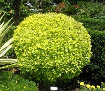 Duranta Golden Plant.