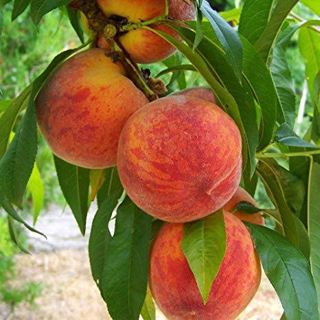 Grafted Peach Plant.