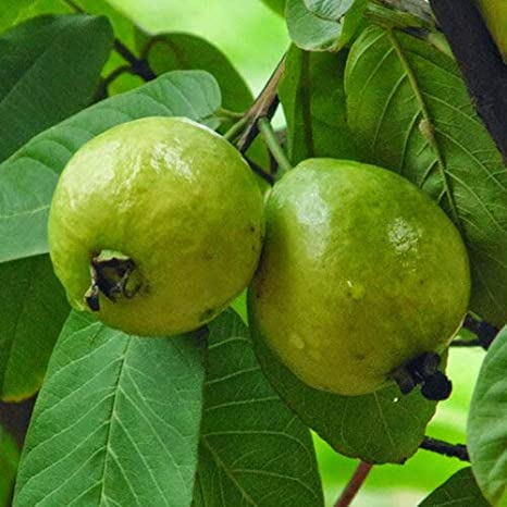 Grafted White Guava Plant.