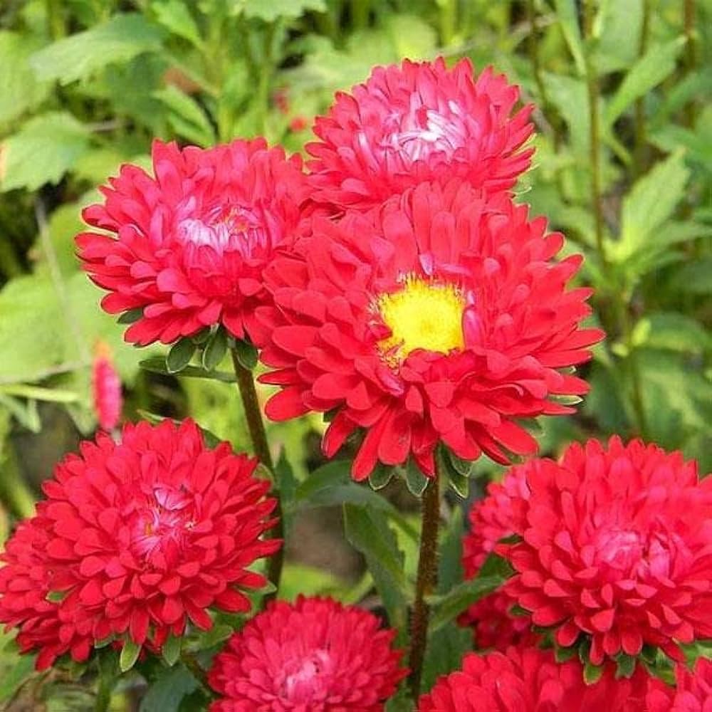 Aster Plant - ‎Aster amellus