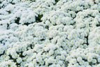 Shevanti, Chrysanthemum White Plant.