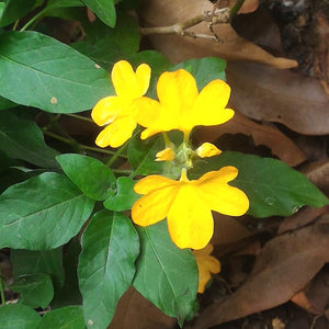 Open image in slideshow, firecracker flower -Kannakabaram Plant - Crossandra infundibuliformis
