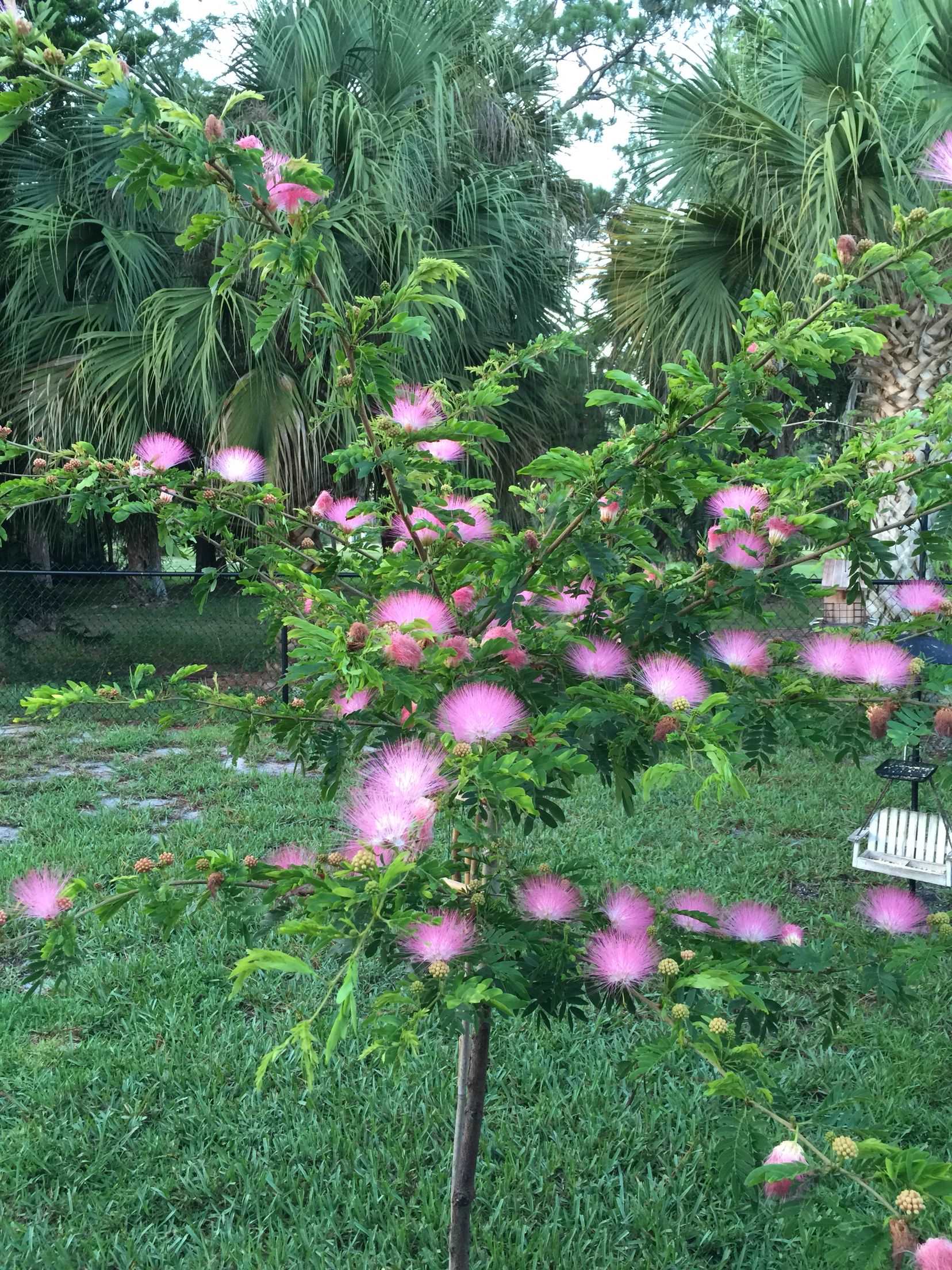 Powder Puff Tree Sapling.