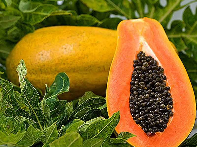 Grafted Papaya Fruit Plant.