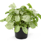 Syngonium Plant.