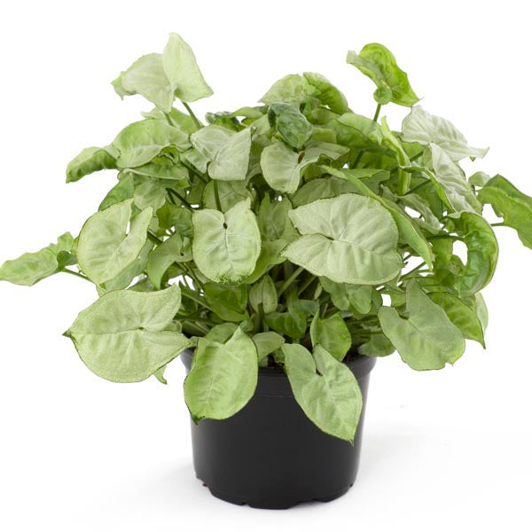 Syngonium Plant.