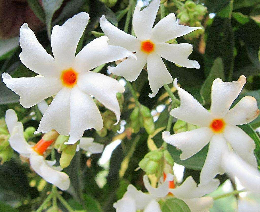 Coral Jasmine - Nyctanthes arbor-tristis Plant.