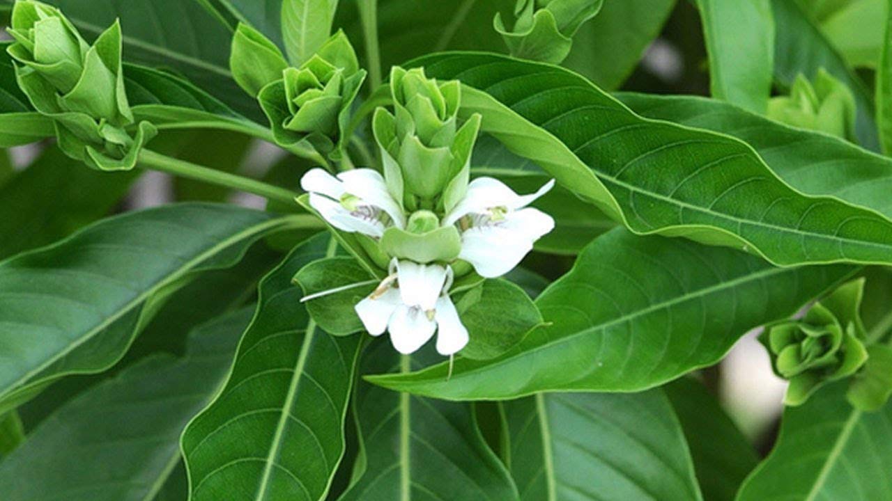 Justicia adhatoda - adhatoda - Malabar nut Plant.