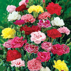 Carnation Plant Seed Balls – Just Throw & Grow