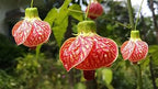 Chinese Latern Hibiscus Plant