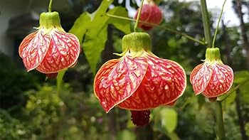 Chinese Latern Hibiscus Plant
