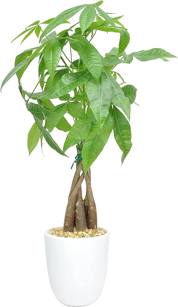 Feng Shui Money Tree Plant - Lucky Plant - Money Attracting Plant