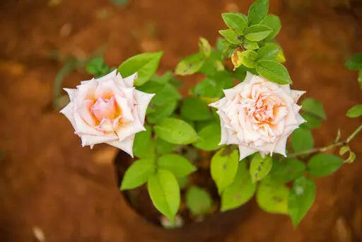 7 Day Rose Plant freeshipping with in India Padmam Nursery