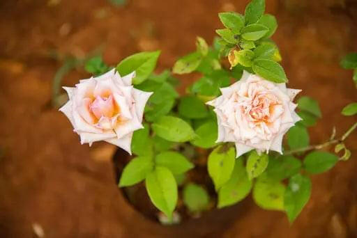 7 Day Rose Plant.