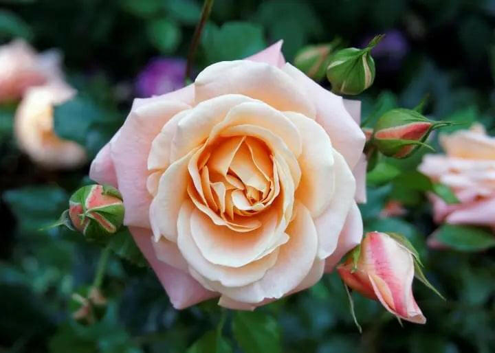 7 Day Rose Plant.
