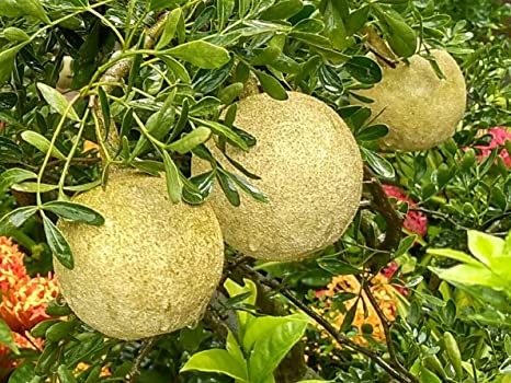 Grafted Wood Apple Fruit Plant.