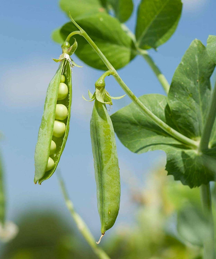 Green Peas Vegetable Seed Balls.