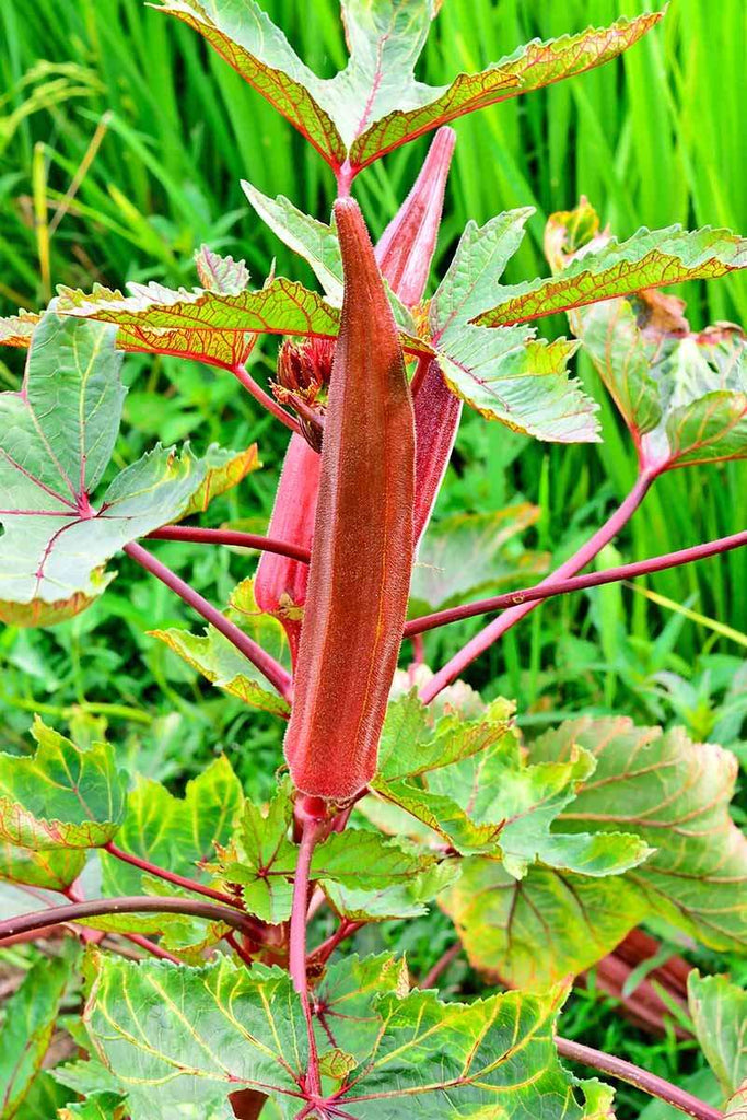 Okra Brown Seed Balls.