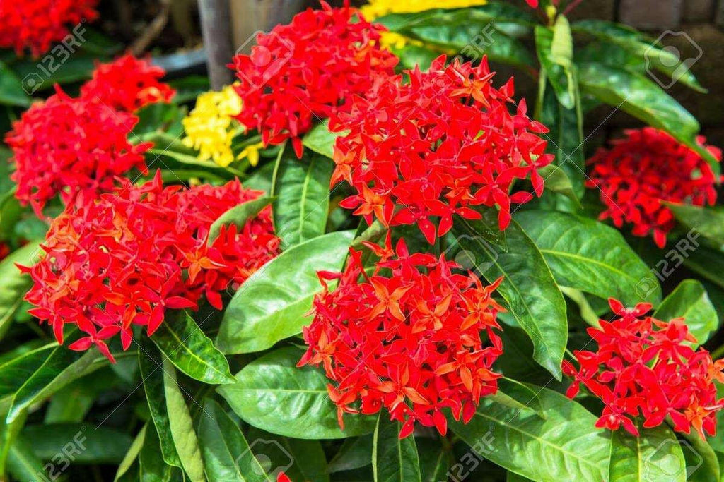 Red Ixora Plant.