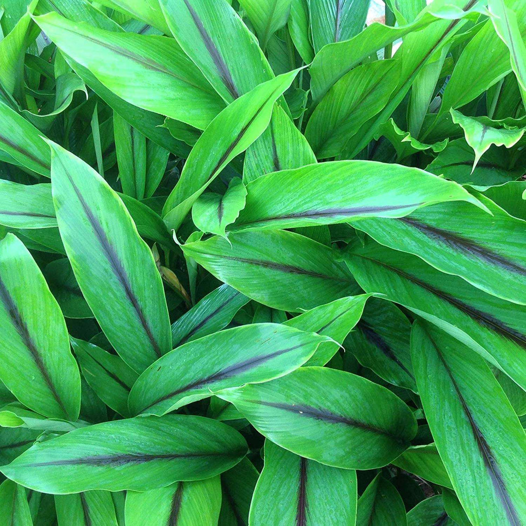 Black Turmeric Plant.