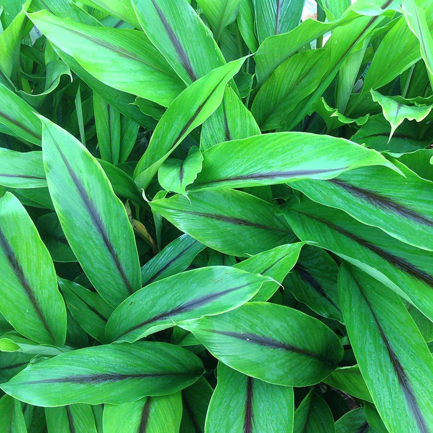 Black Turmeric Plant.