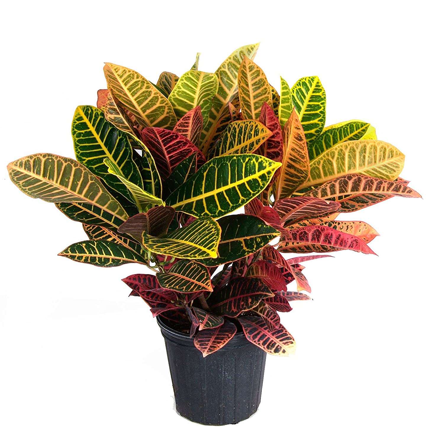 Croton Plant - Petra.